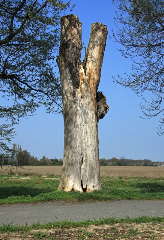 Toter Baum Am Alkenbach.JPG